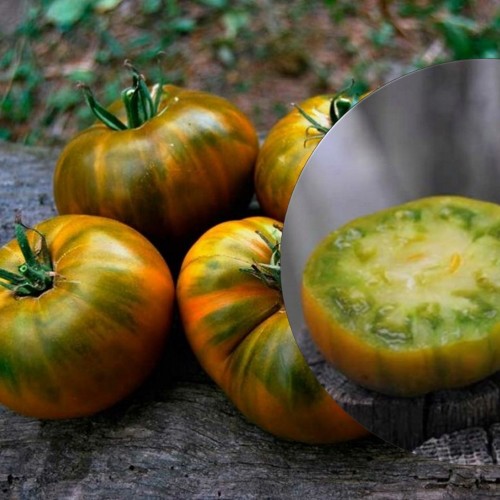 Solanum lycopersicum 'Malahitovaya Shkatulka' - Harilik tomat 'Malahitovaya Shkatulka' 